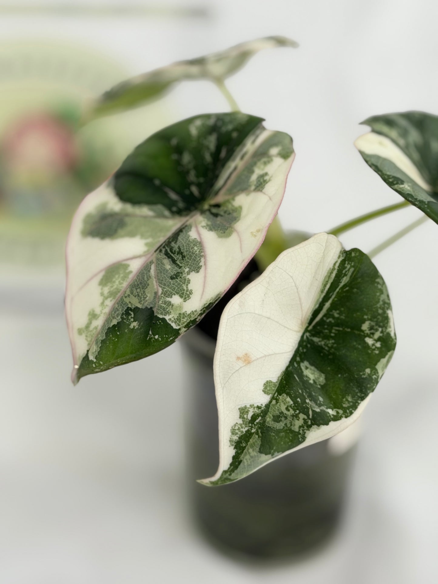 Alocasia Nebula Albo #A3