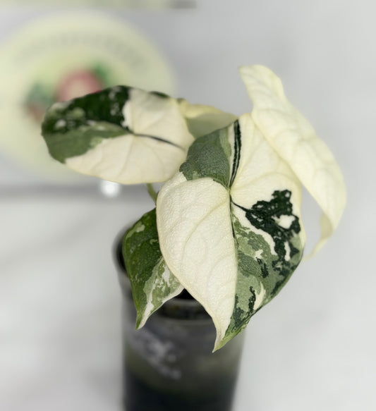 Alocasia Melo Albo #2