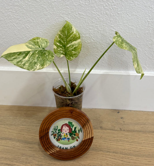 Monstera Legacy