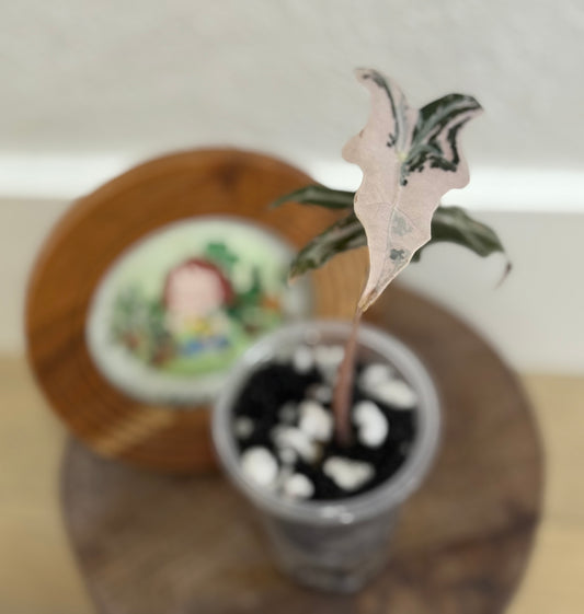 Alocasia Nobilis Korean Version
