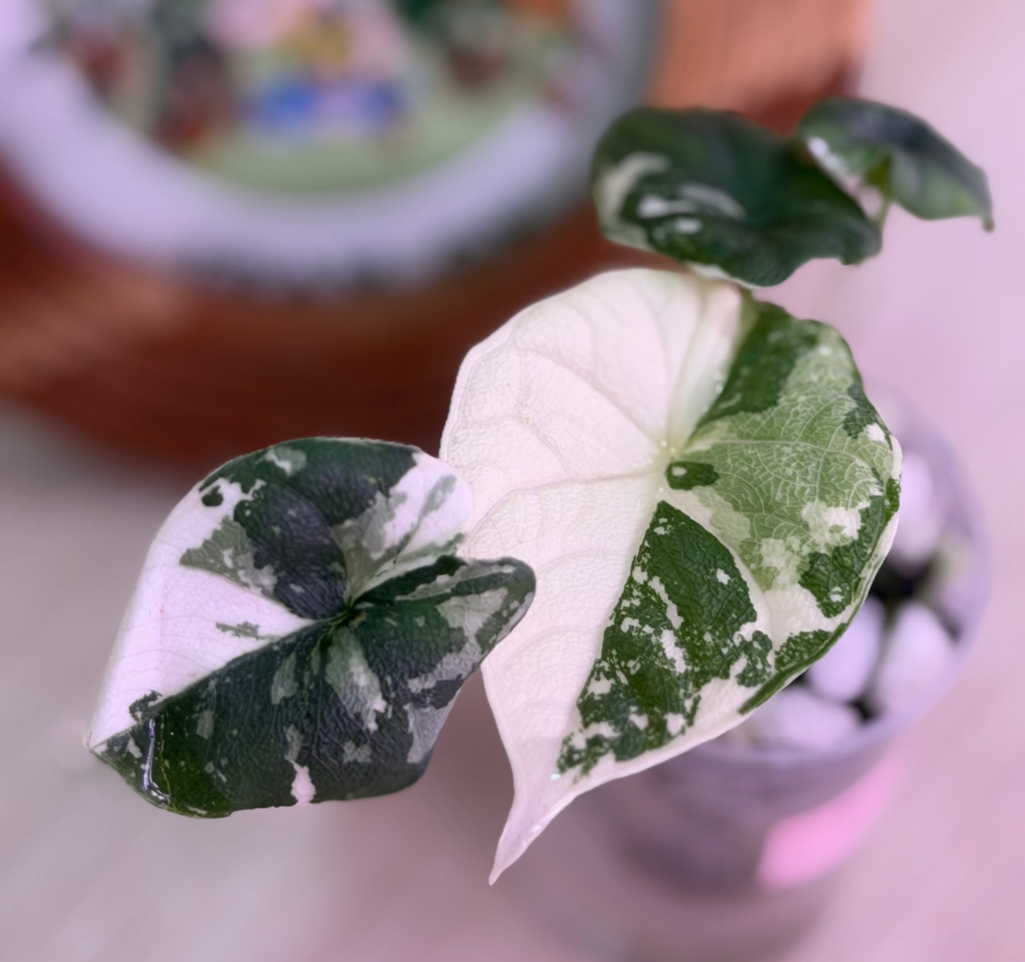 Alocasia Melo Albo C4