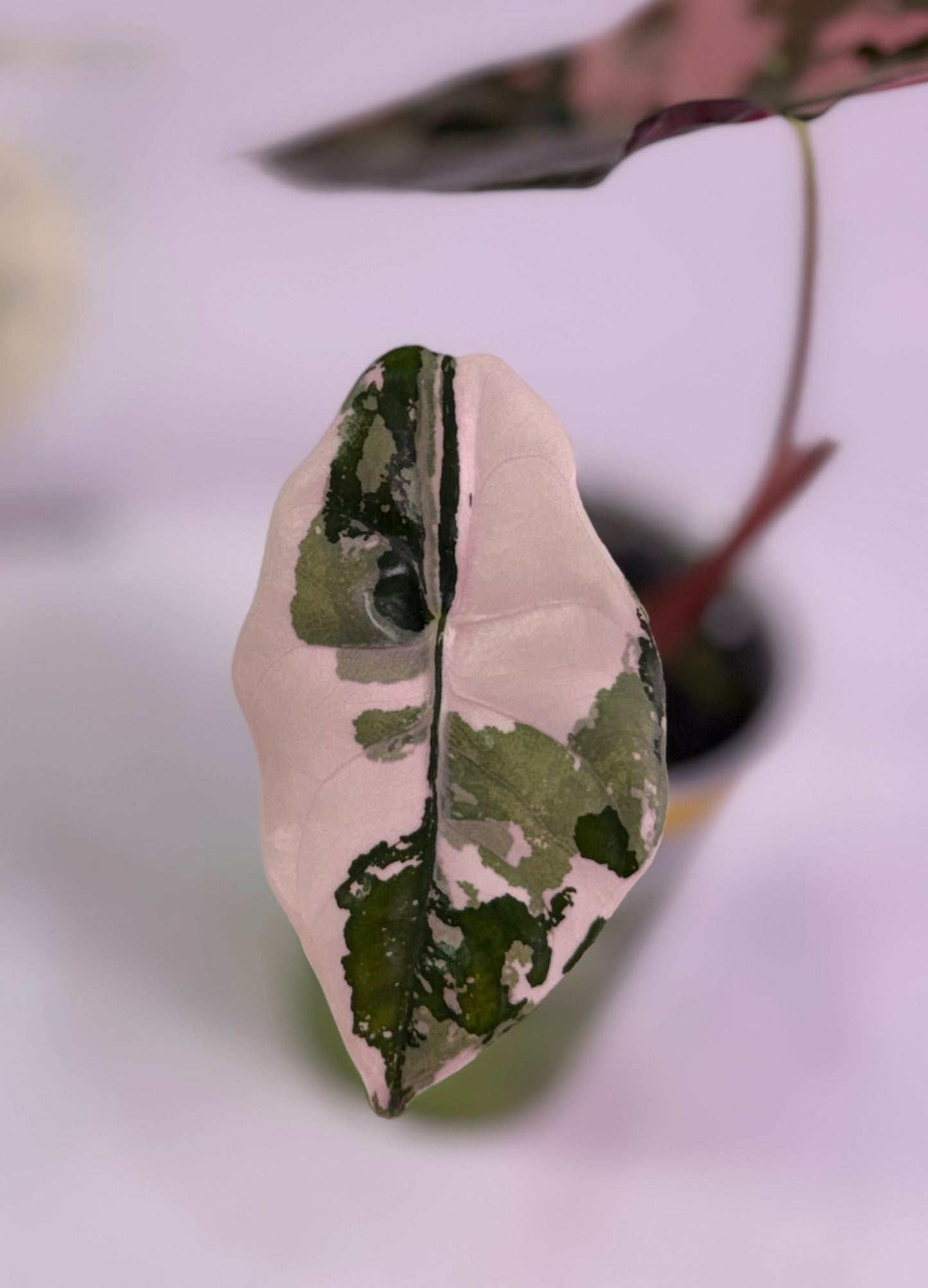 Alocasia Chantrieri Pink