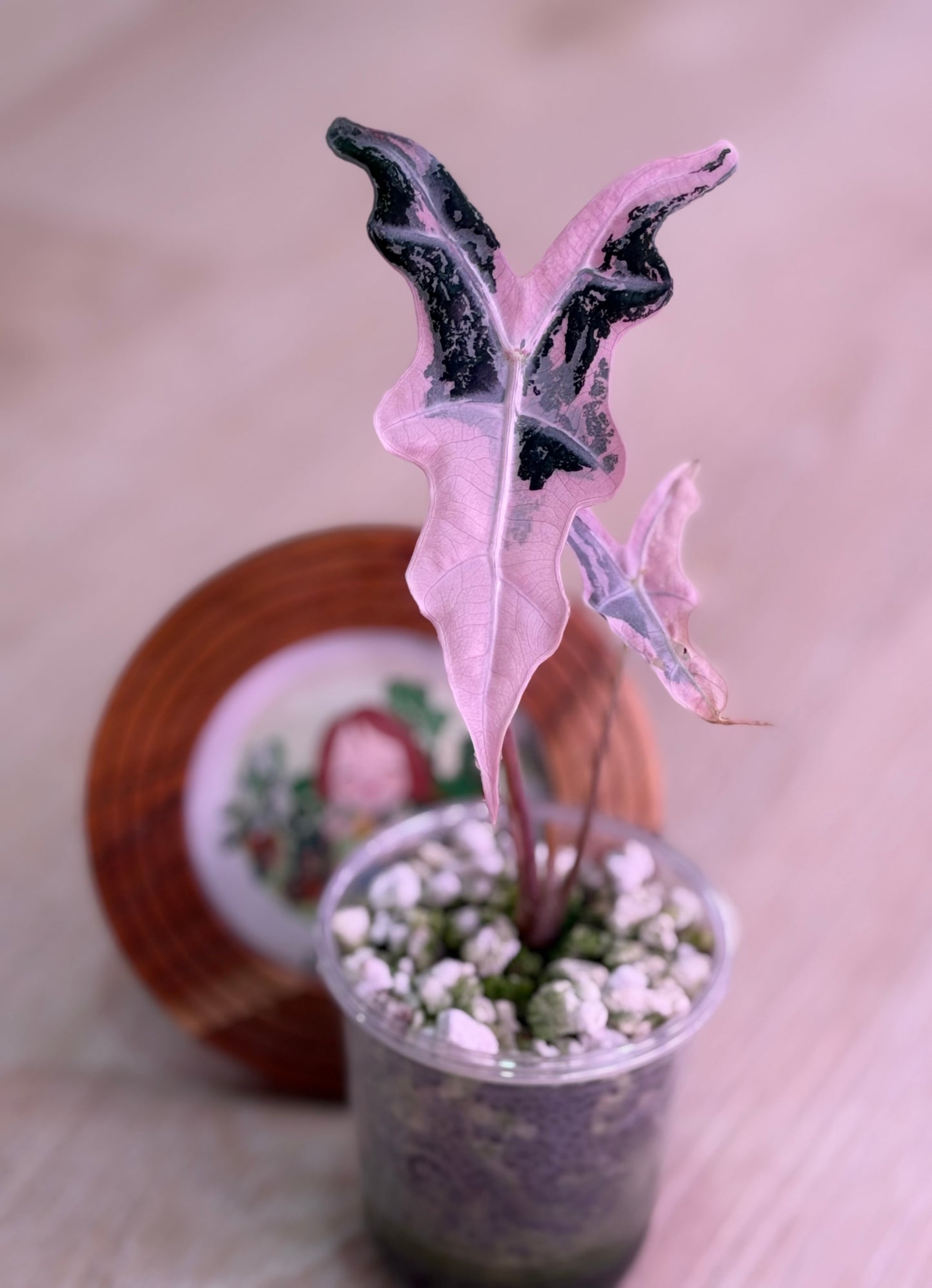 Alocasia Nobilis K Version