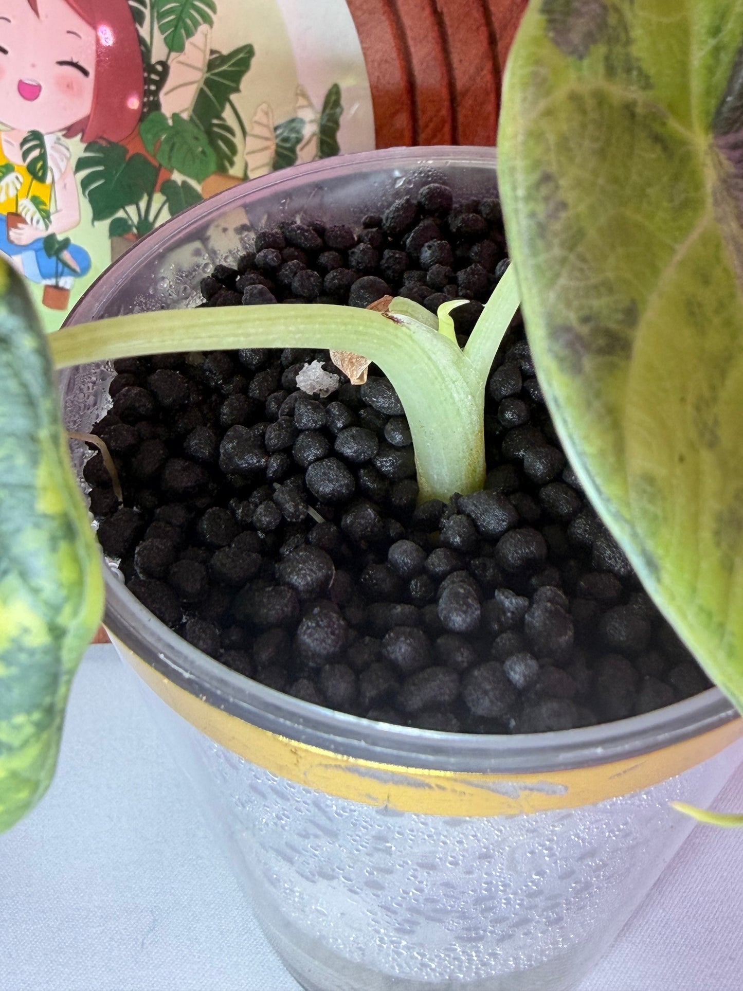 Alocasia Maharanii Golden Lime