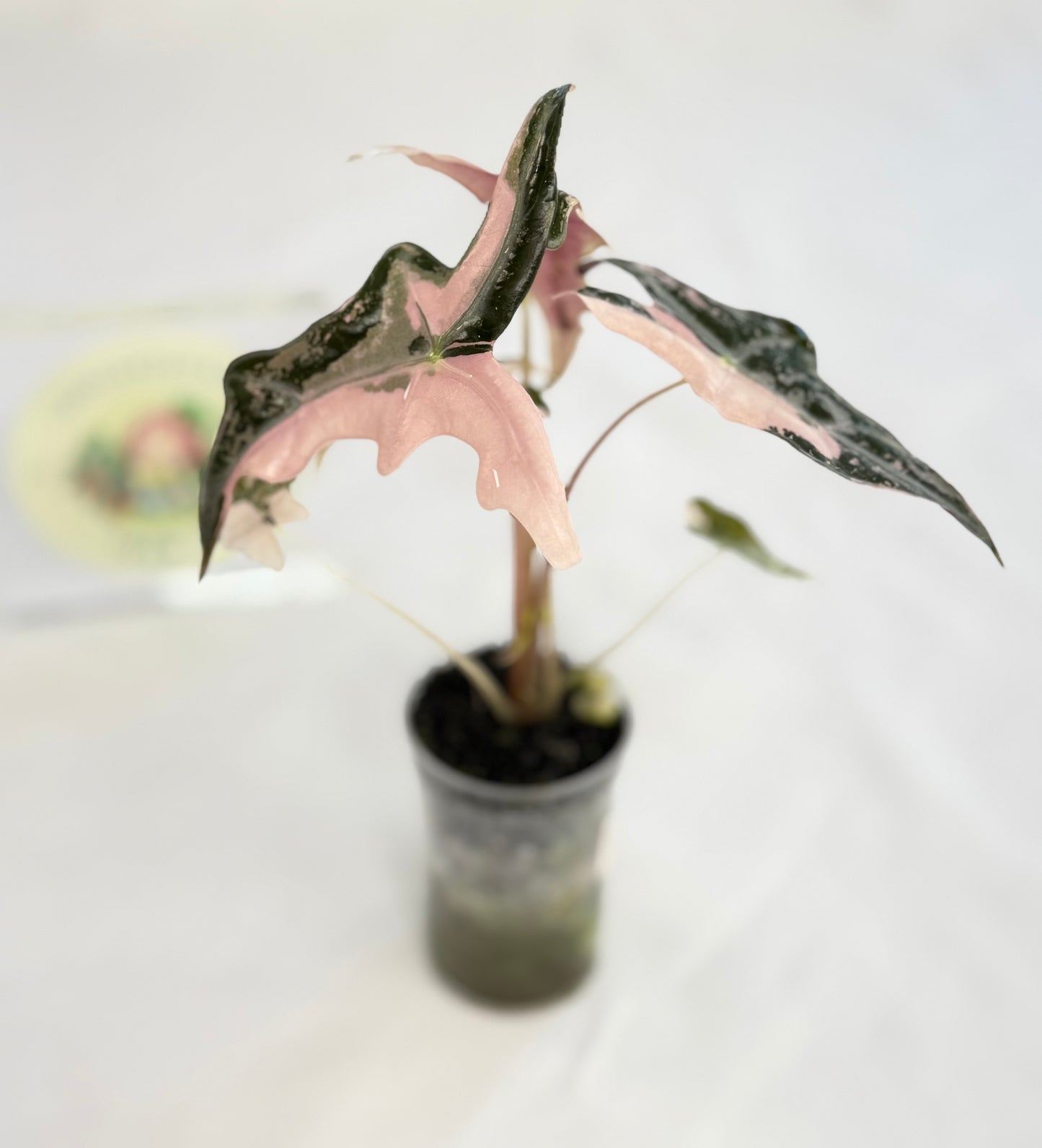 Alocasia Nobilis Pink Variegated #2