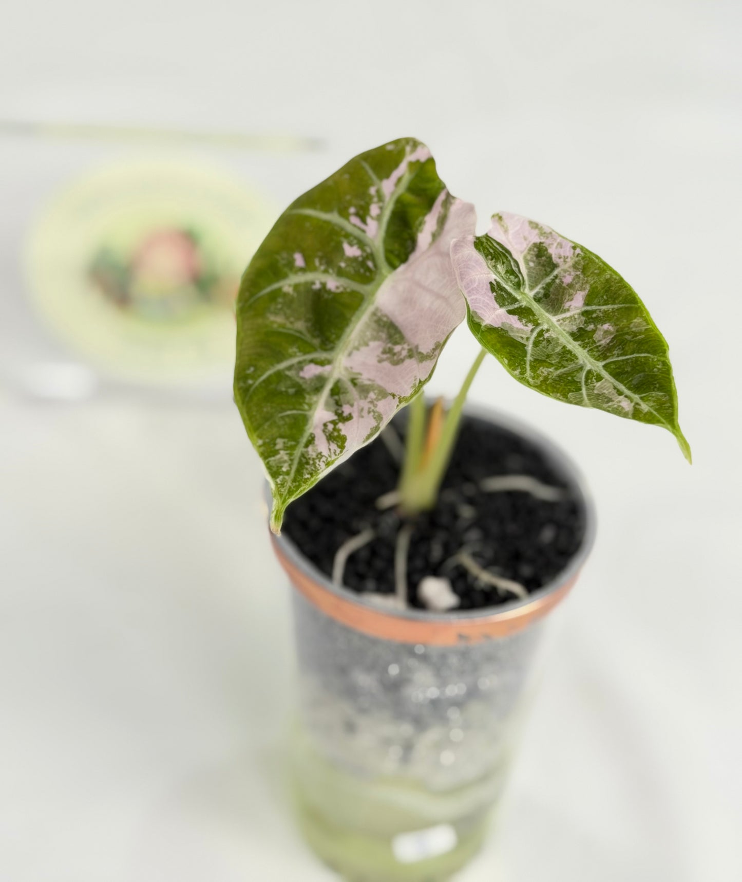 Alocasia Watsoniana True Pink #3