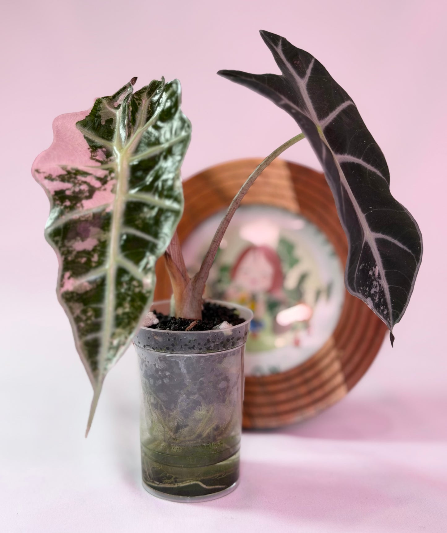 Alocasia Snow Polly