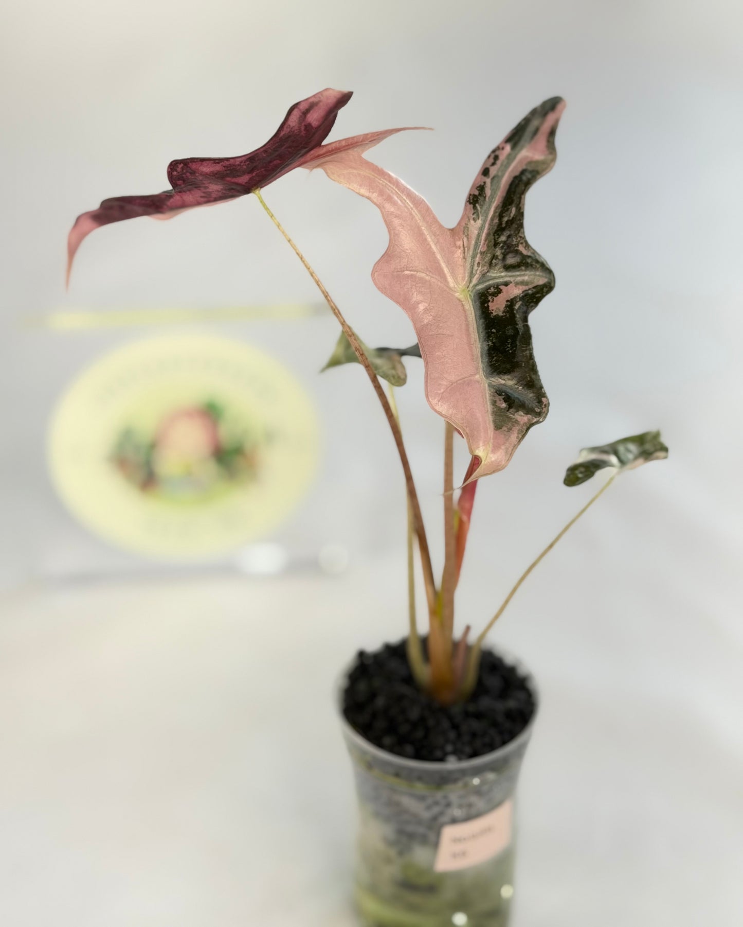 Alocasia Nobilis