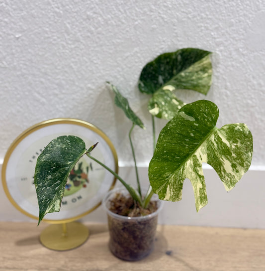 Monstera Platinum