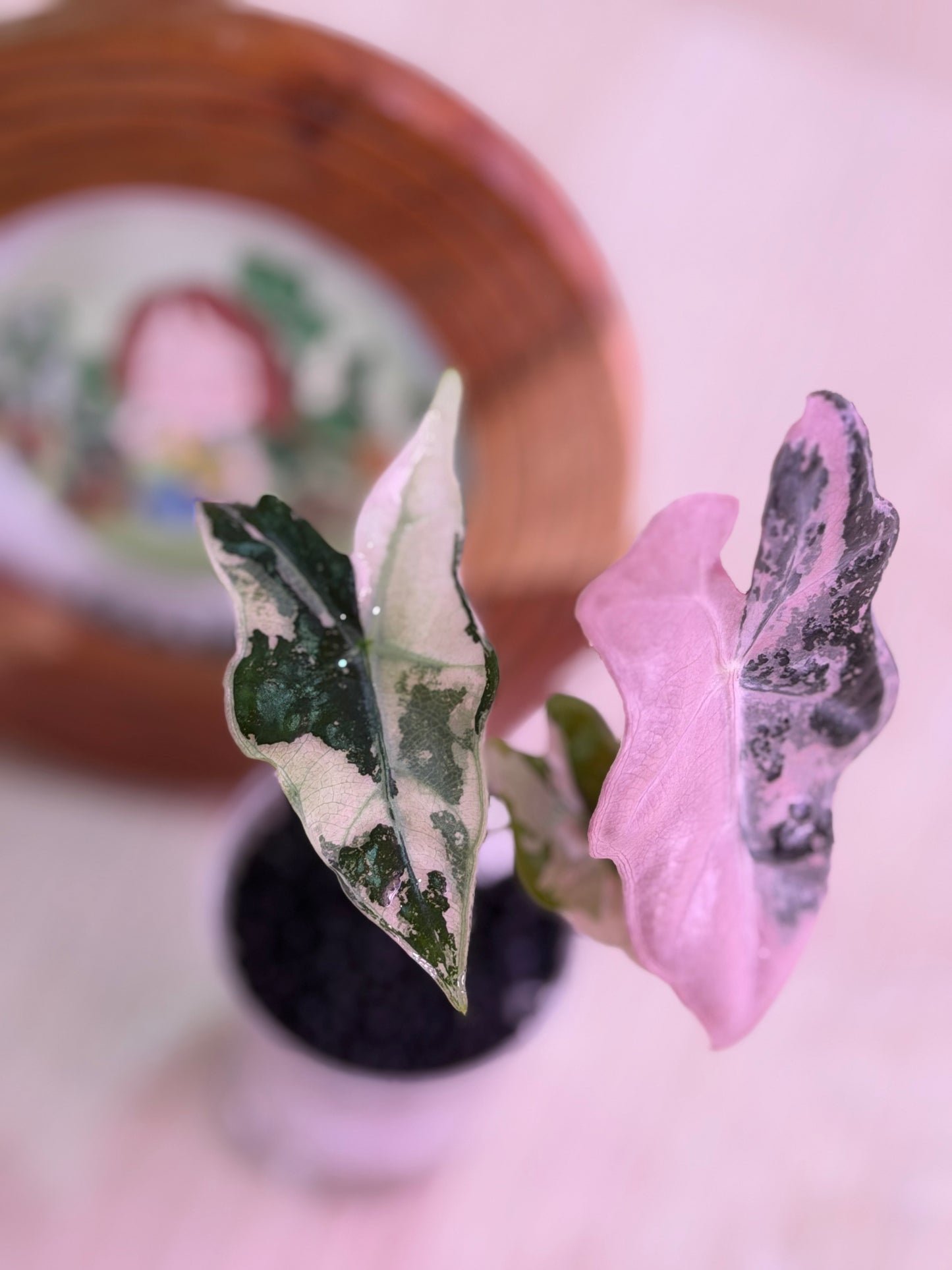 Alocasia Nobilis K Version (Number 9)