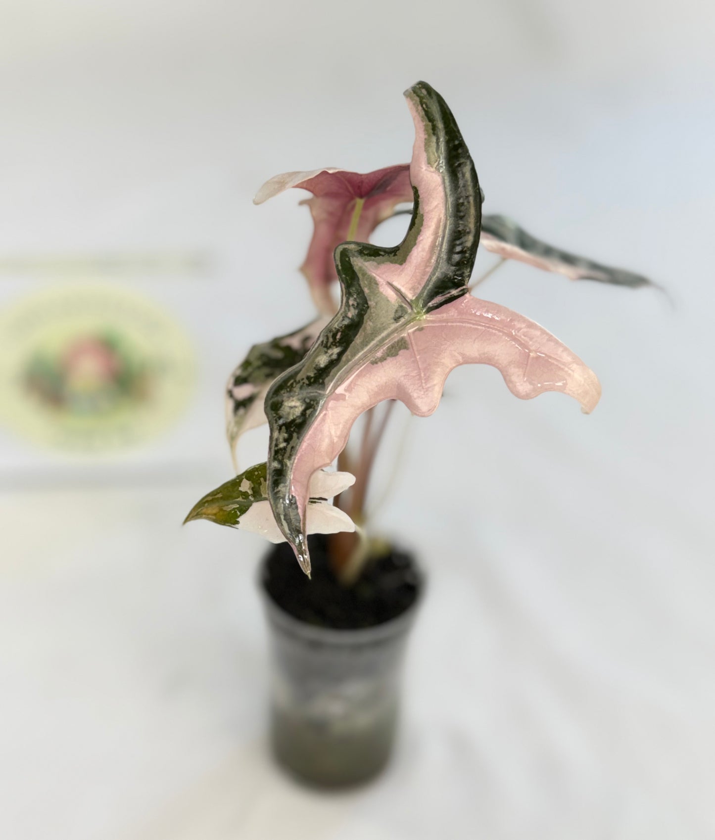 Alocasia Nobilis Pink Variegated #2