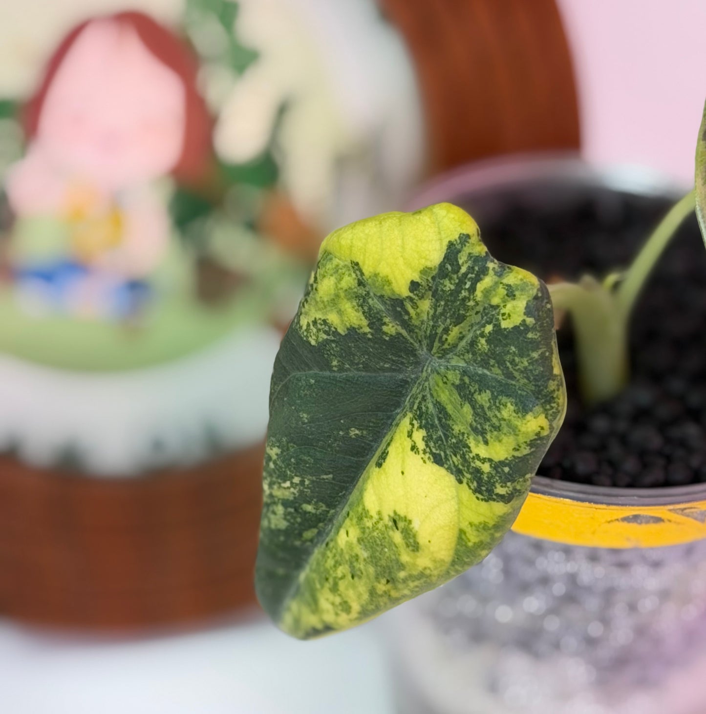 Alocasia Maharanii Golden Lime