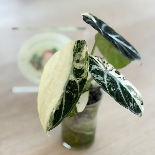 Alocasia Ninja Albo