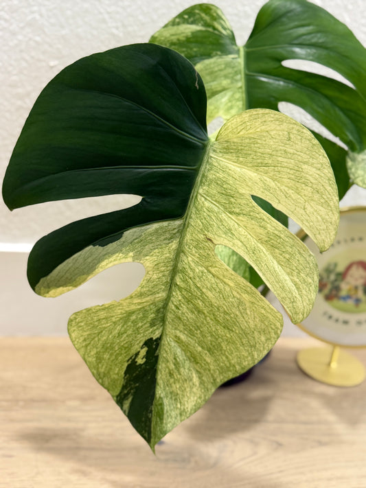 Monstera Mint