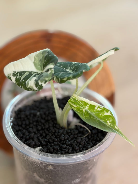 Alocasia Maharanii Albo