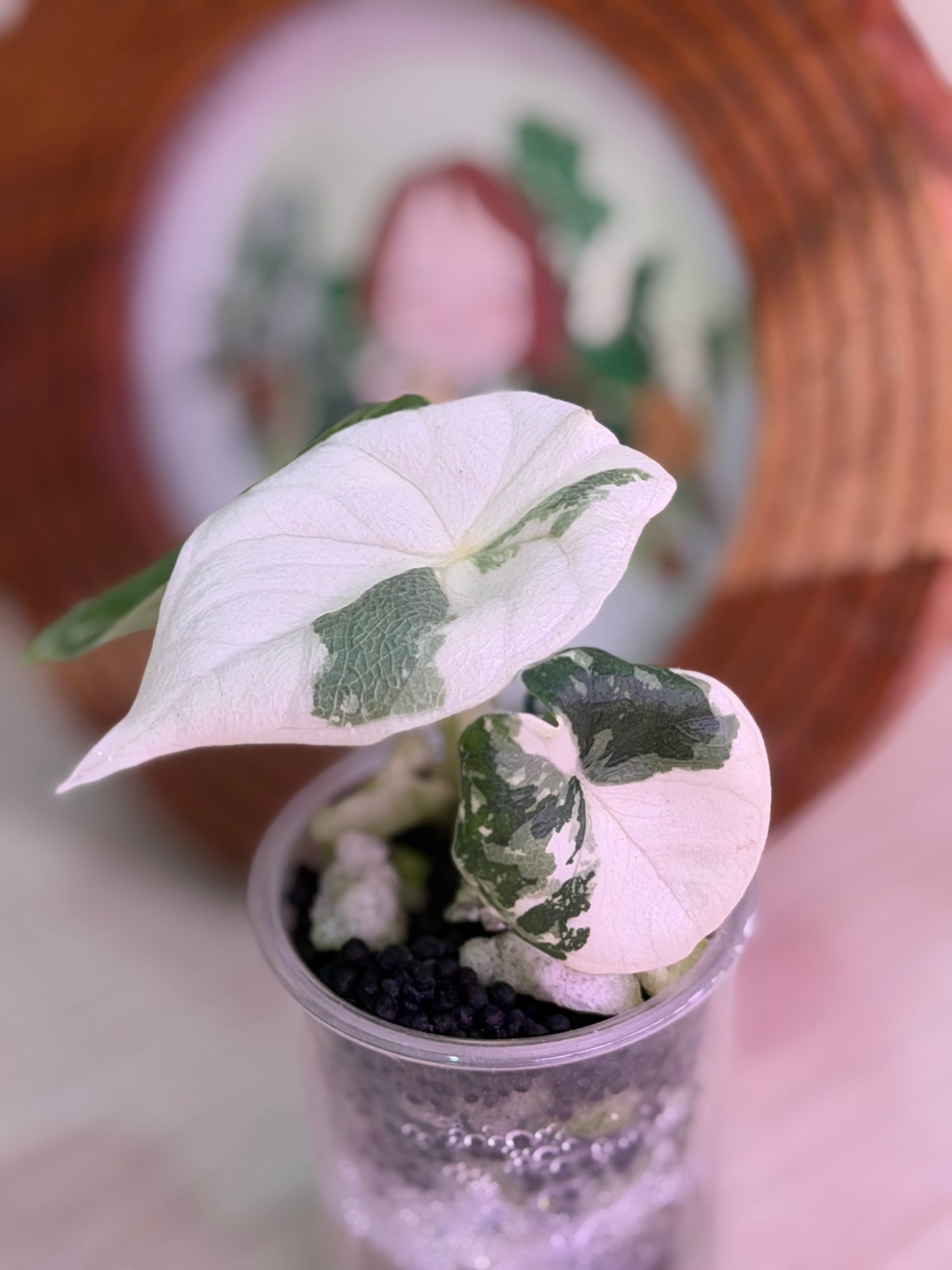 Alocasia Melo Albo B3