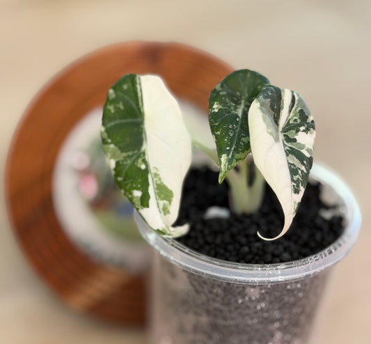 Alocasia Maharanii Albo