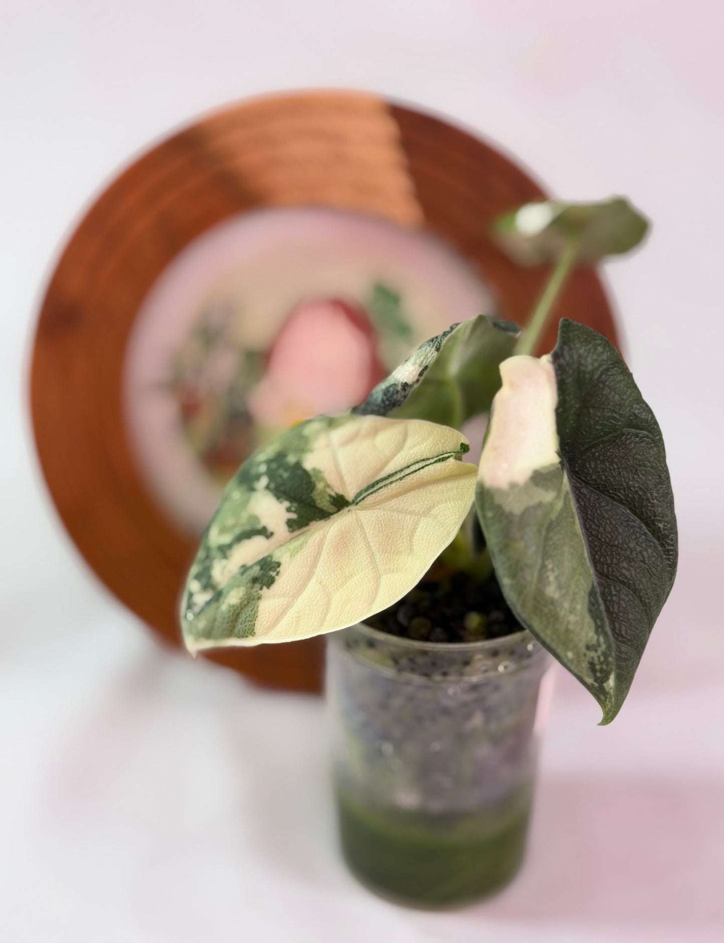 Alocasia Melo Albo C1