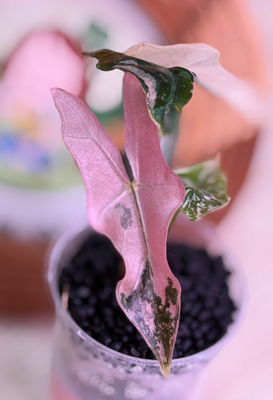 Alocasia Nobilis K Version N10