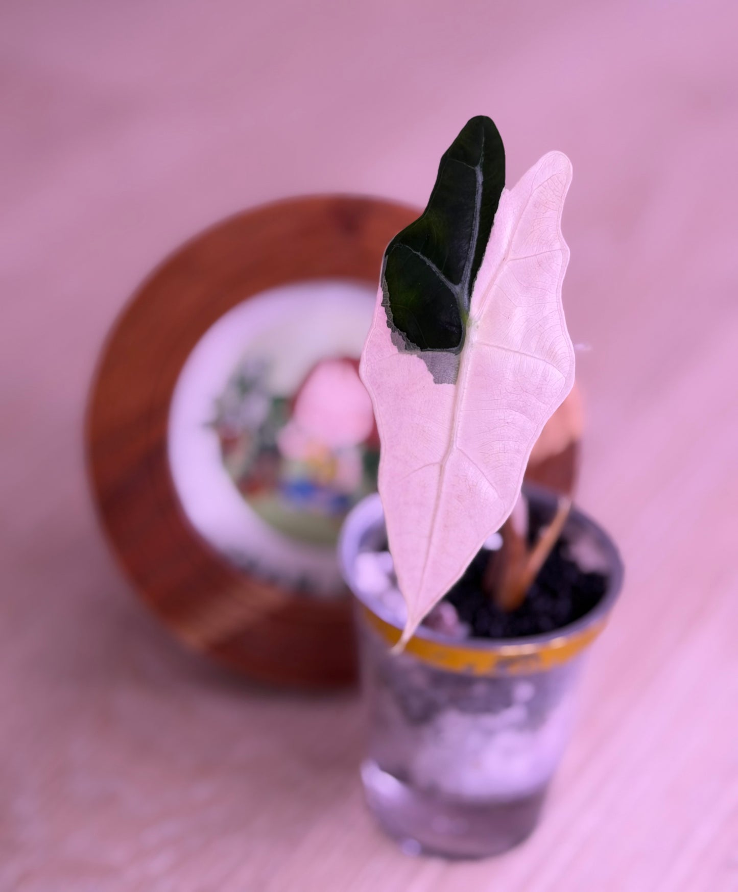 Alocasia Sanderiana Bull Pink