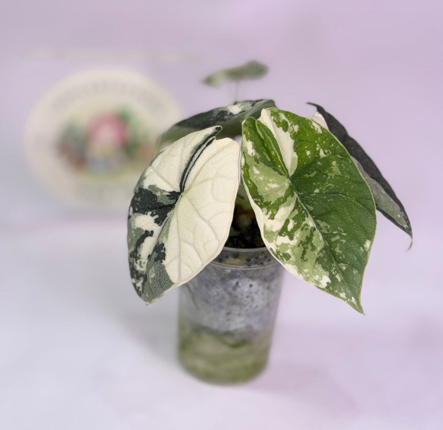 Alocasia Melo Albo C1