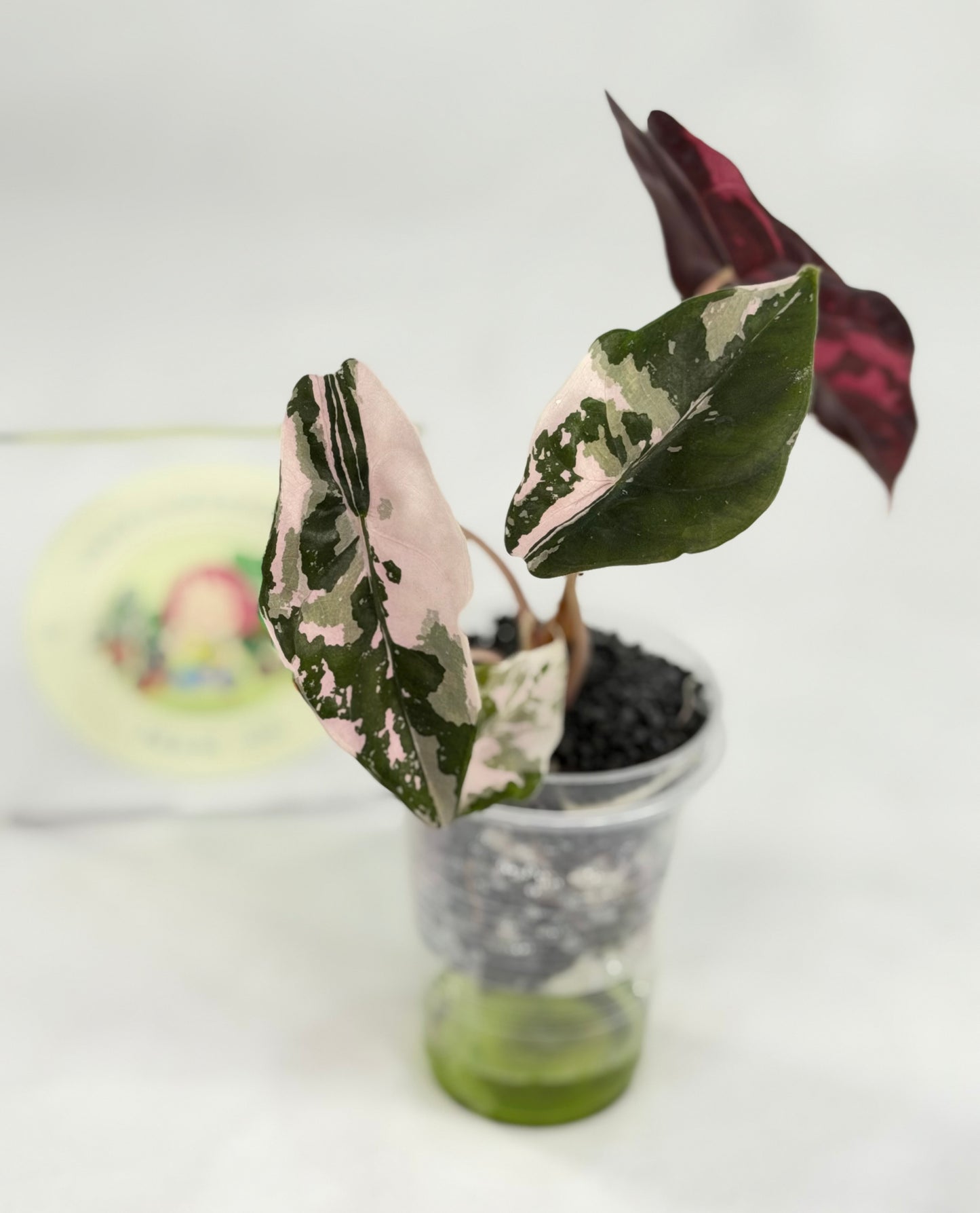 Alocasia Chantrieri #2