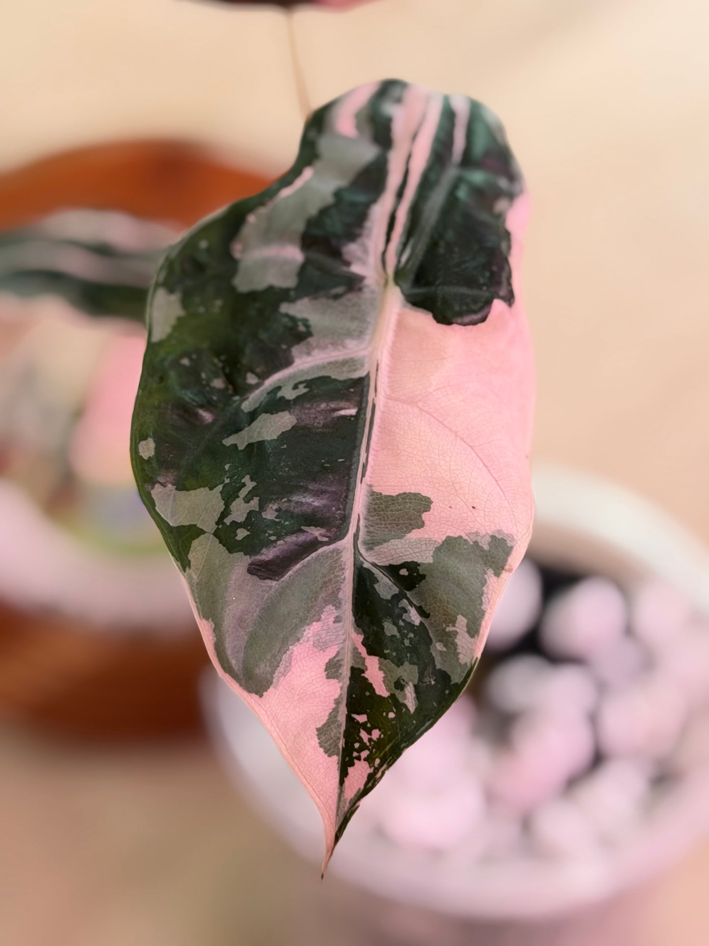 Alocasia Chantrieri Pink