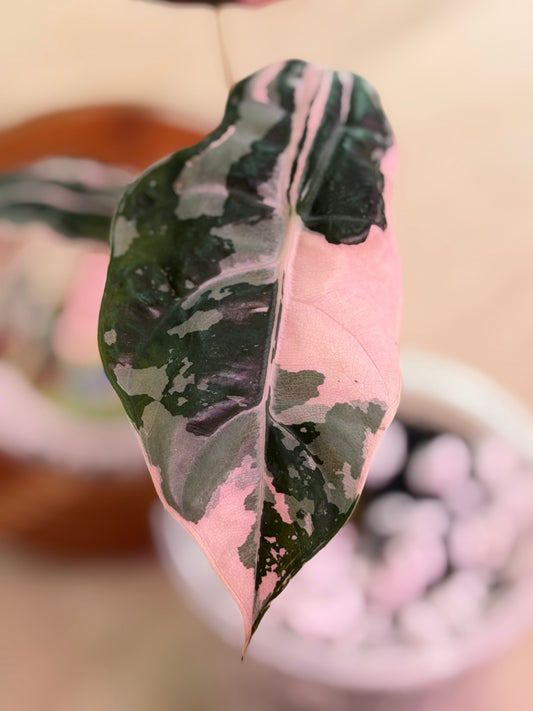 Alocasia Chantrieri Pink