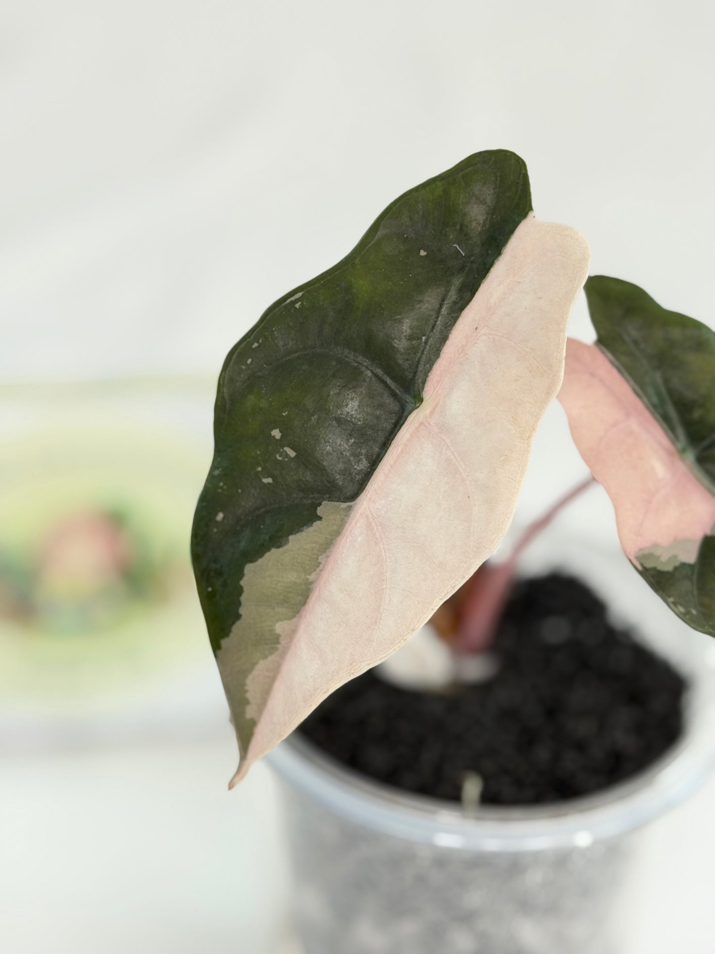 Alocasia Chantrieri Pink #3