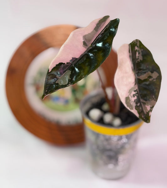 Alocasia Chantrieri Pink C1