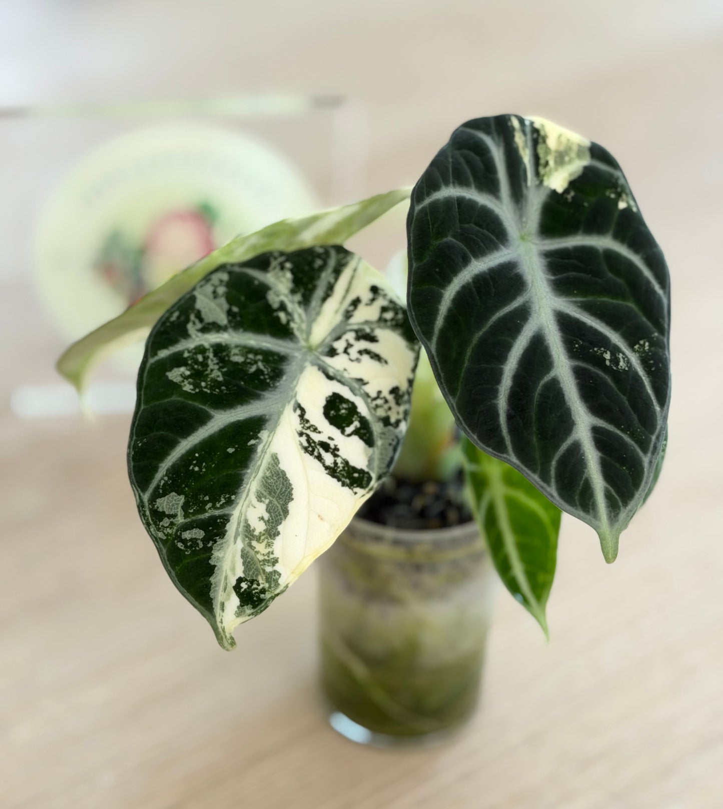 Alocasia Ninja Albo