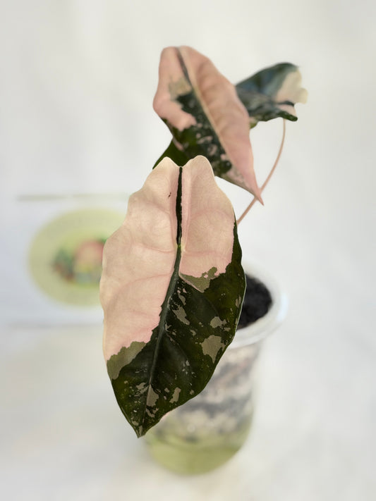 Alocasia Chantrieri Pink