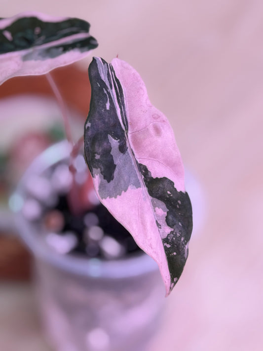 Alocasia Chantrieri Pink