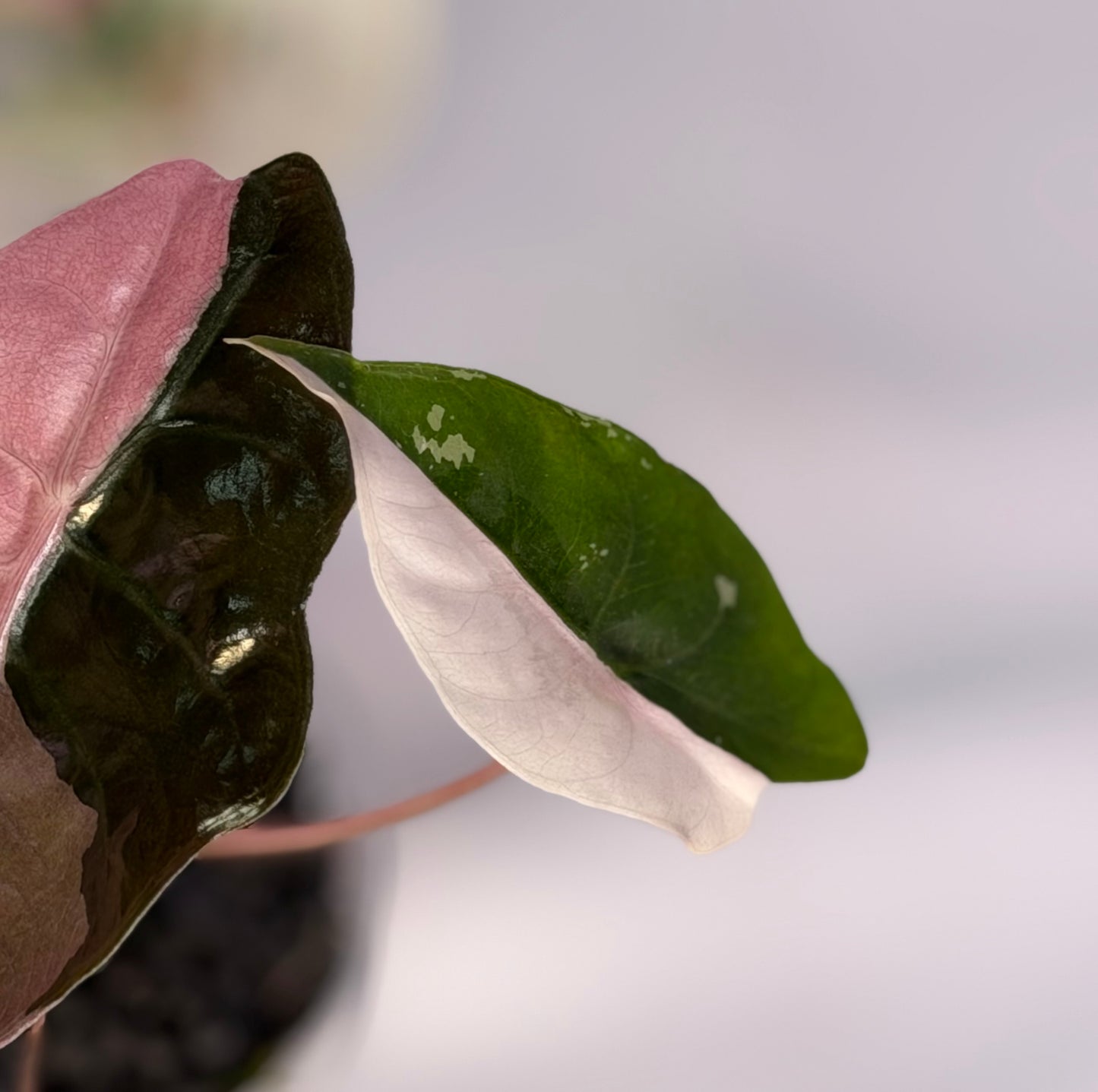 Alocasia Chantrieri Pink