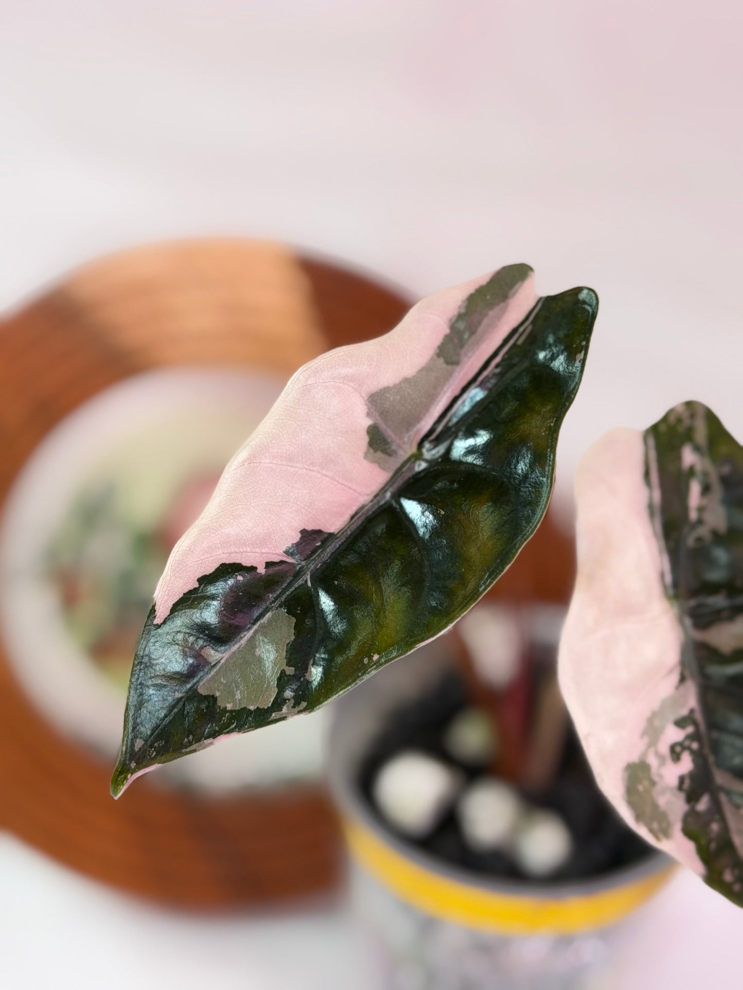 Alocasia Chantrieri Pink C1