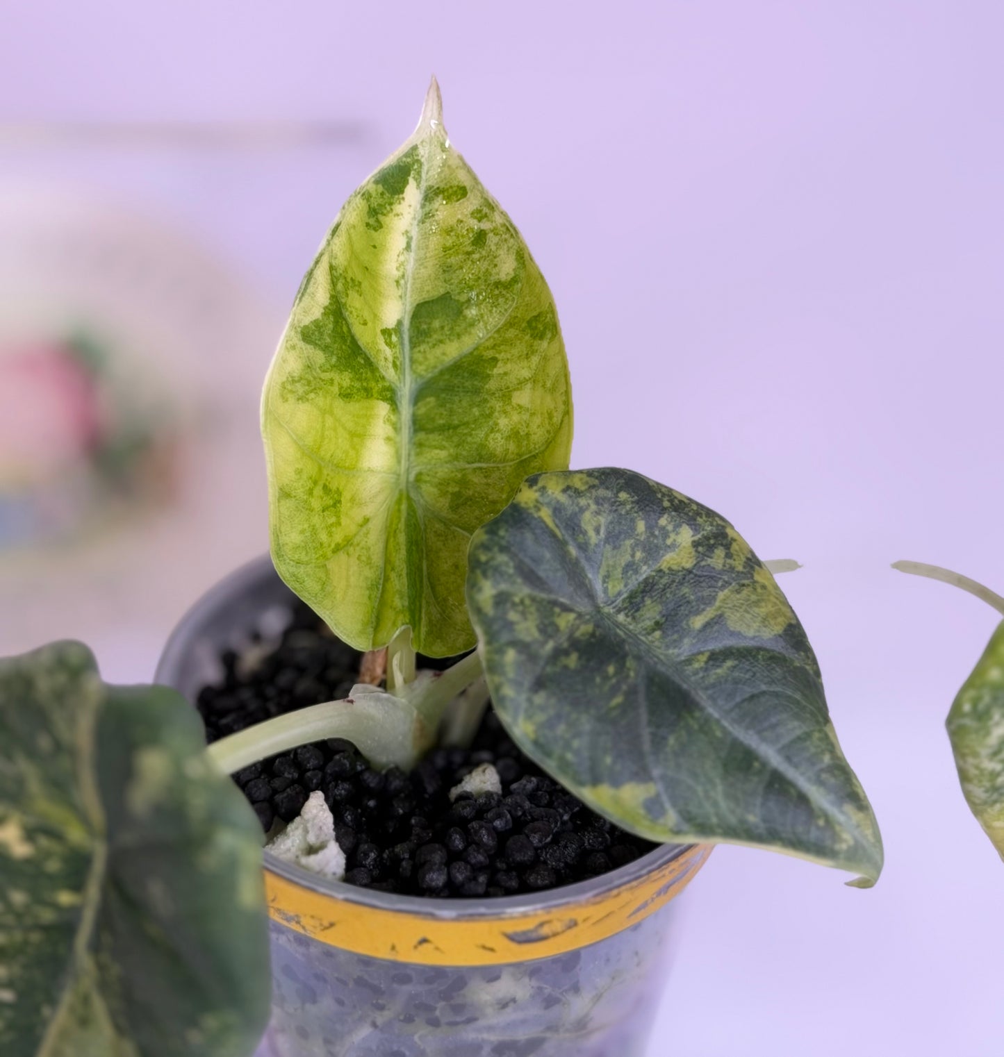 Maharanii Golden Lime