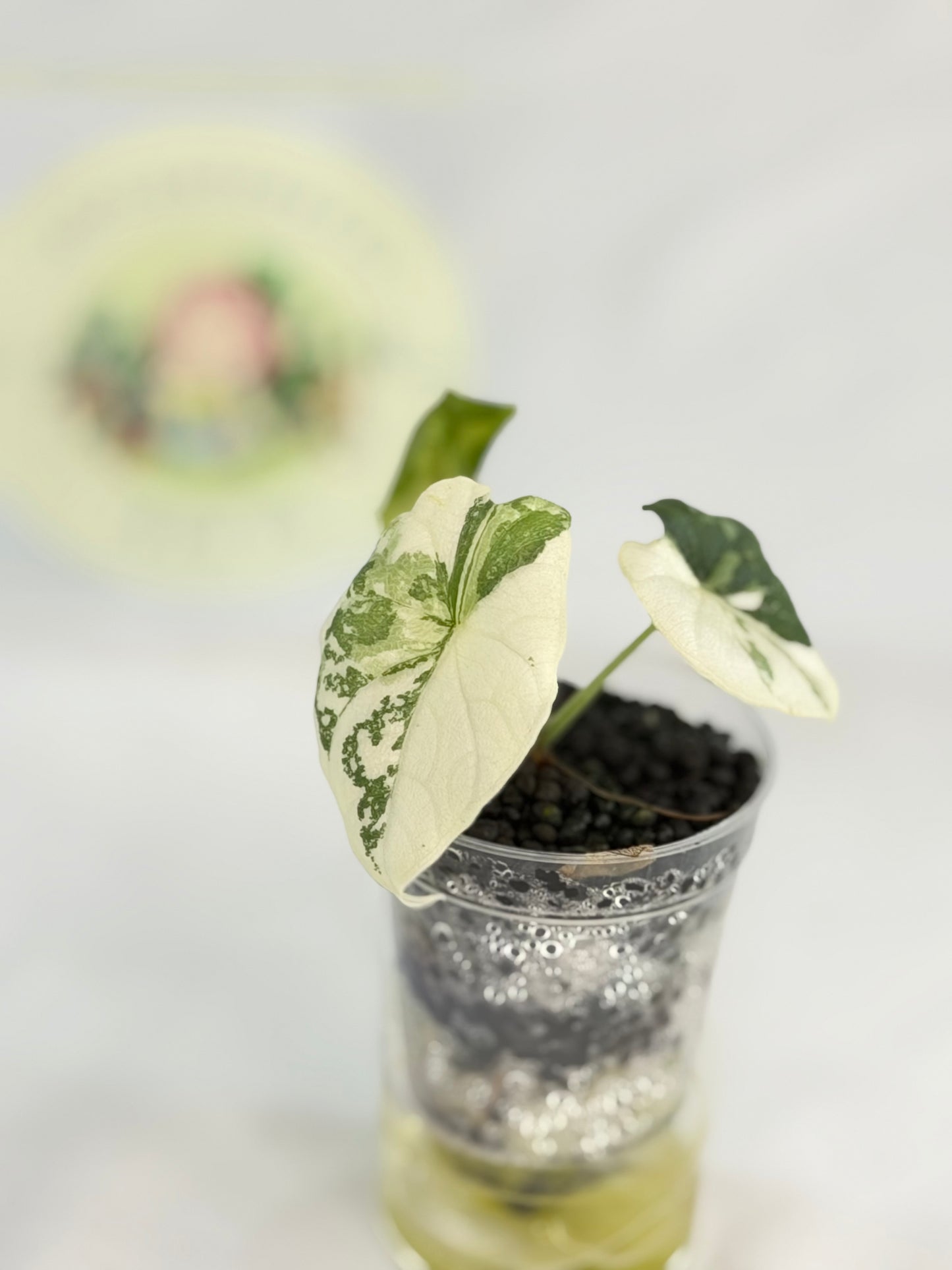 Alocasia Melo Albo #6