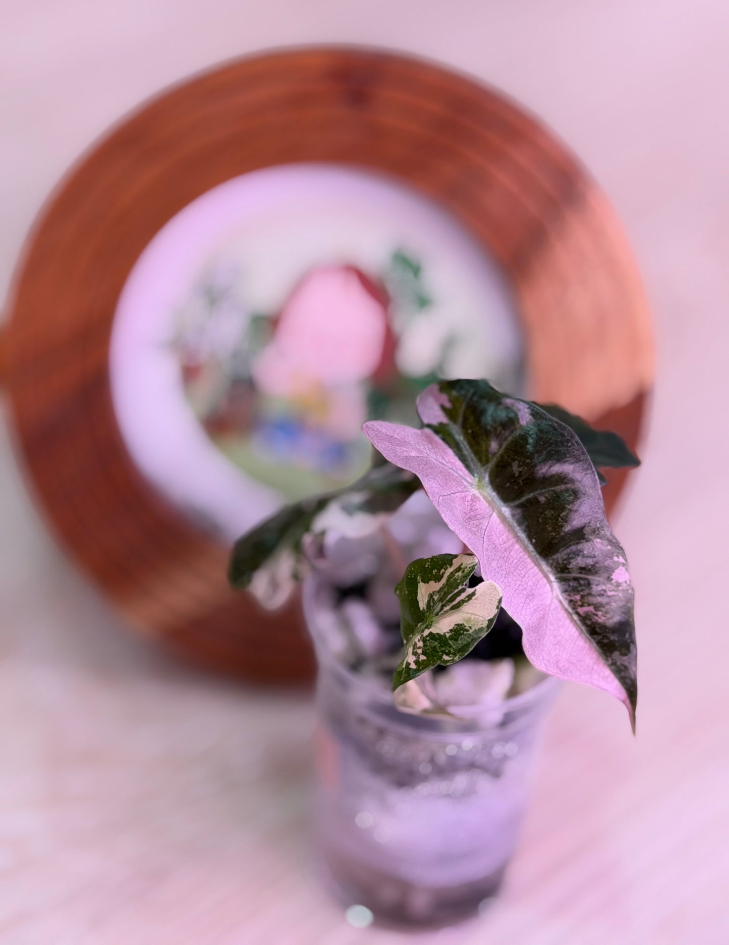 Alocasia Snow Polly (Pink Polly) Number 10