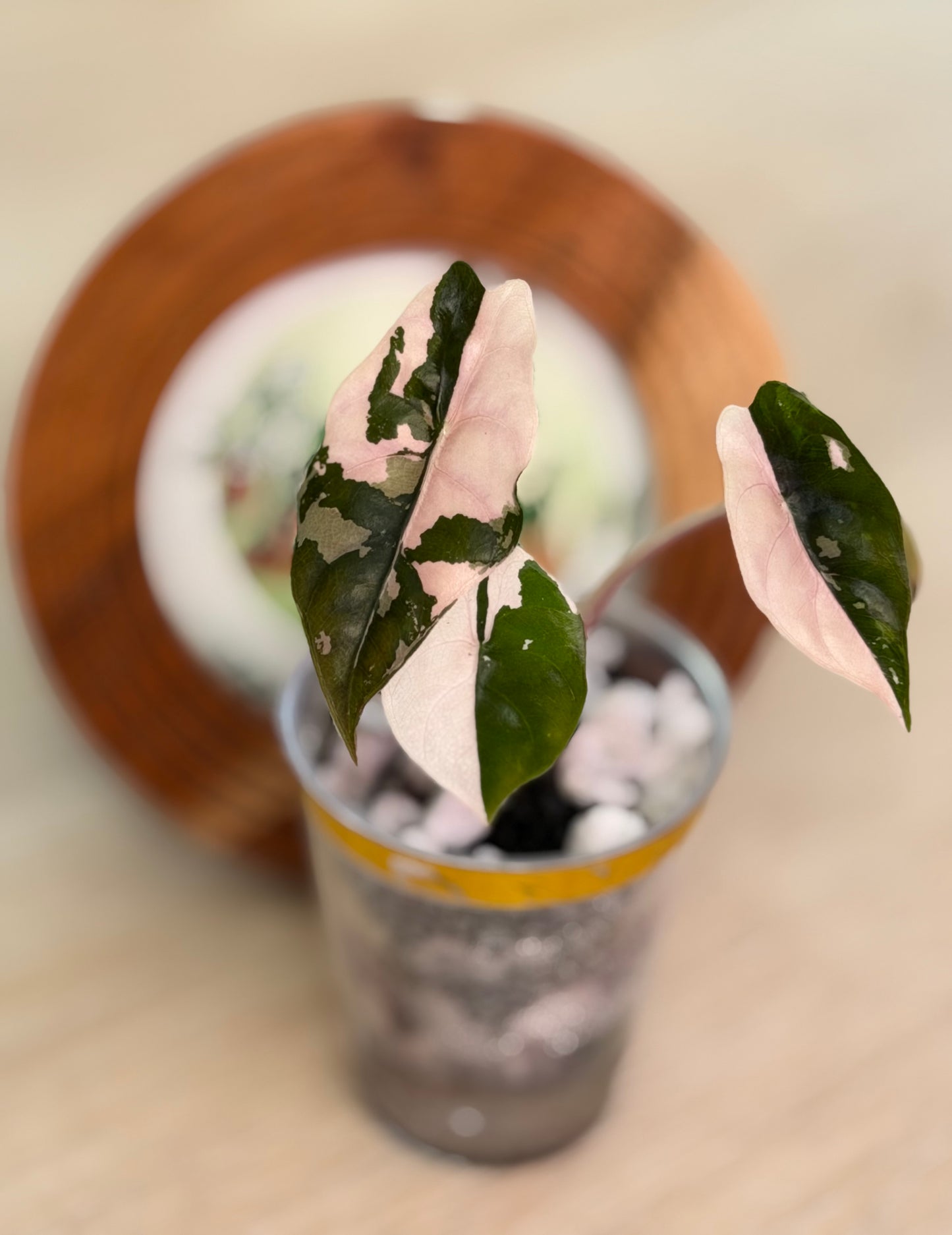 Alocasia Chantrieri Pink N1