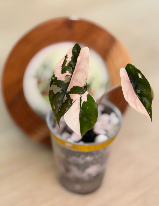 Alocasia Chantrieri Pink N1