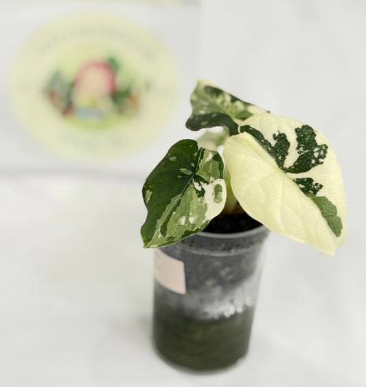 Alocasia Melo Albo #C