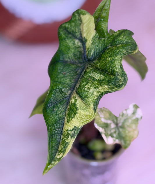 Alocasia Jacklyn Mystic N3