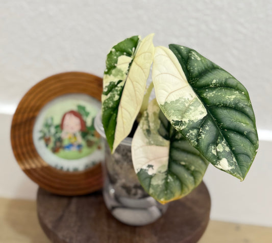 Alocasia Silver Dragon Albo