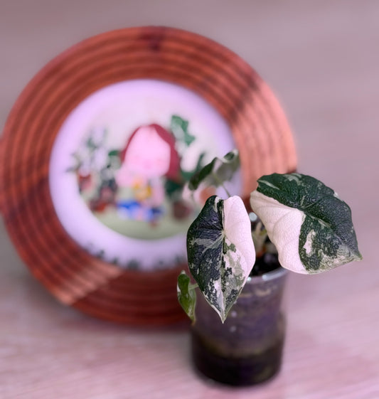 Alocasia Melo Albo N5