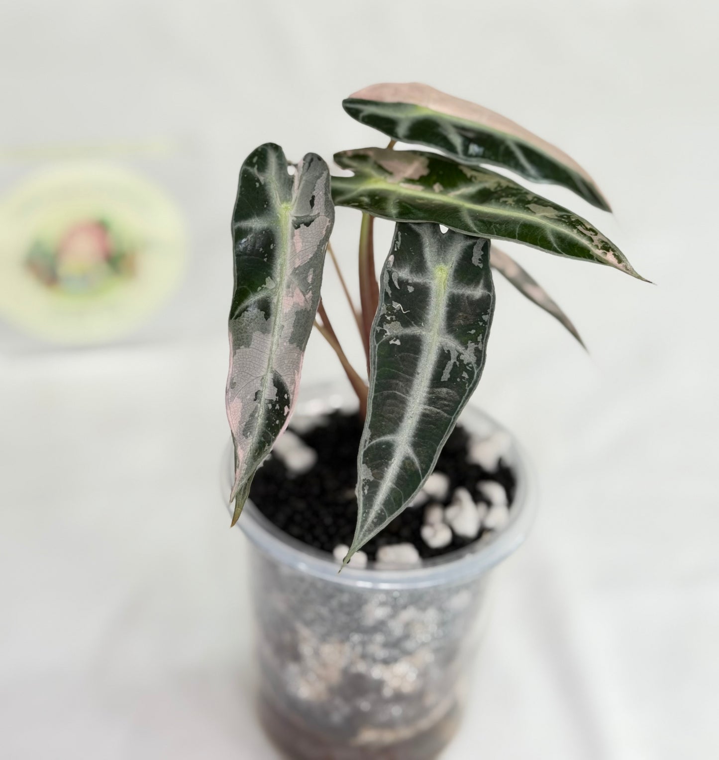 Alocasia Bambino Pink #1