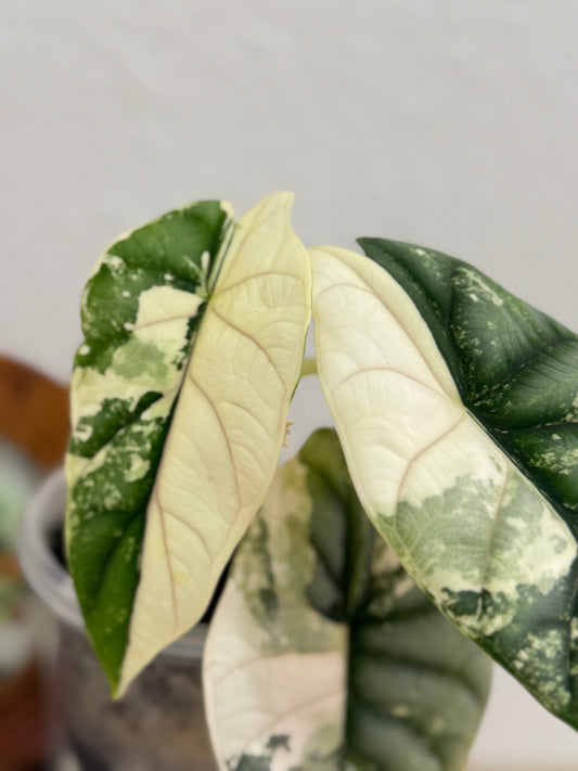 Alocasia Silver Dragon Albo