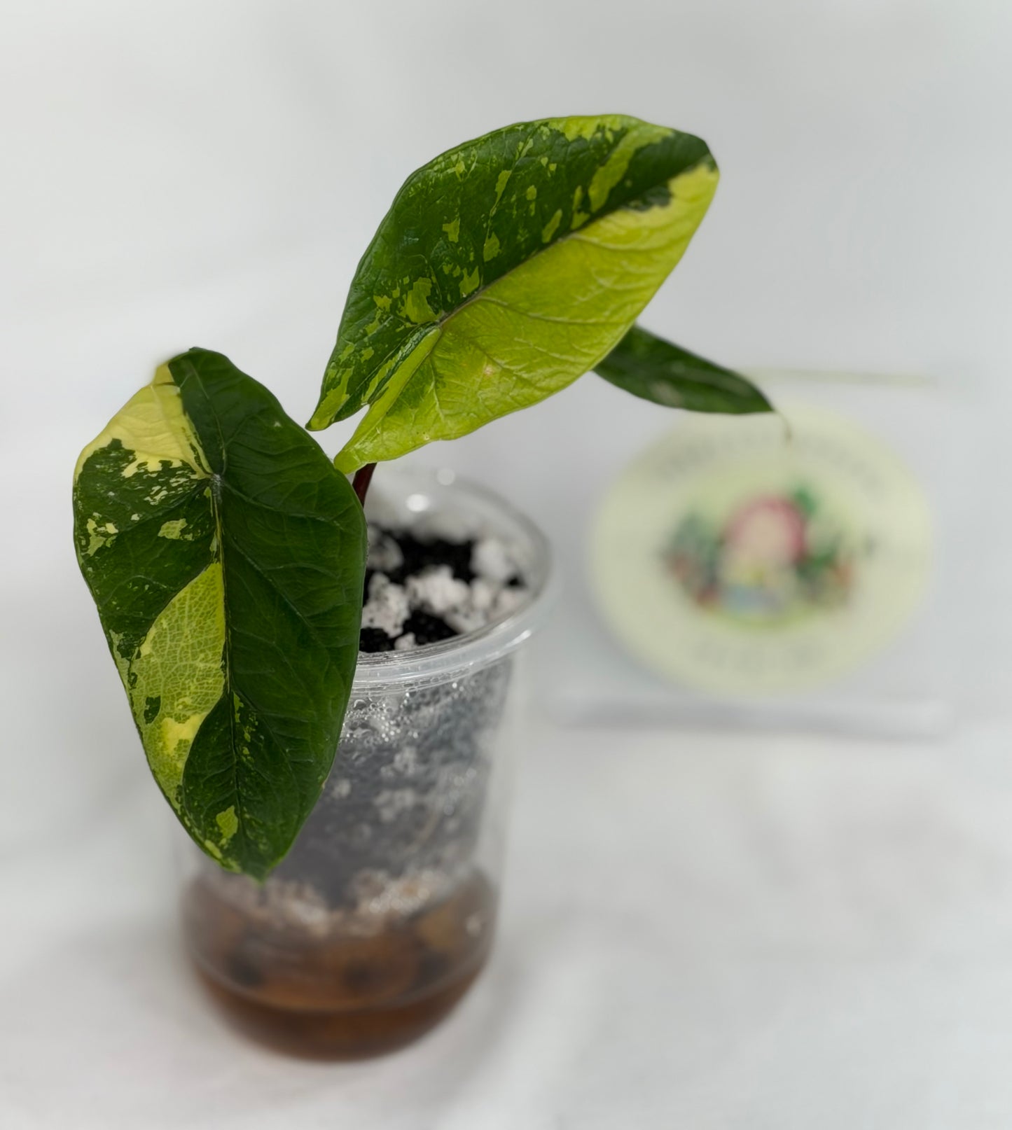 Alocasia Scalprum Aurea (Bright Color)