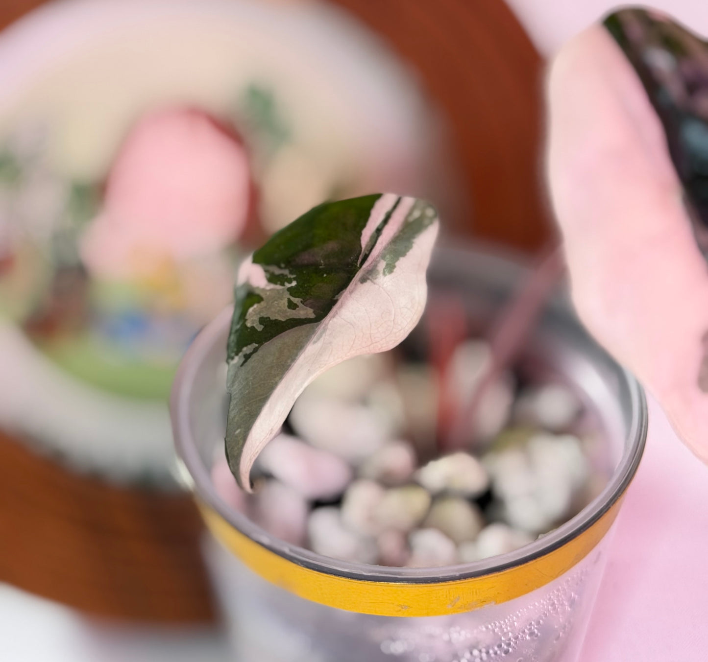 Alocasia Chantrieri Pink N3