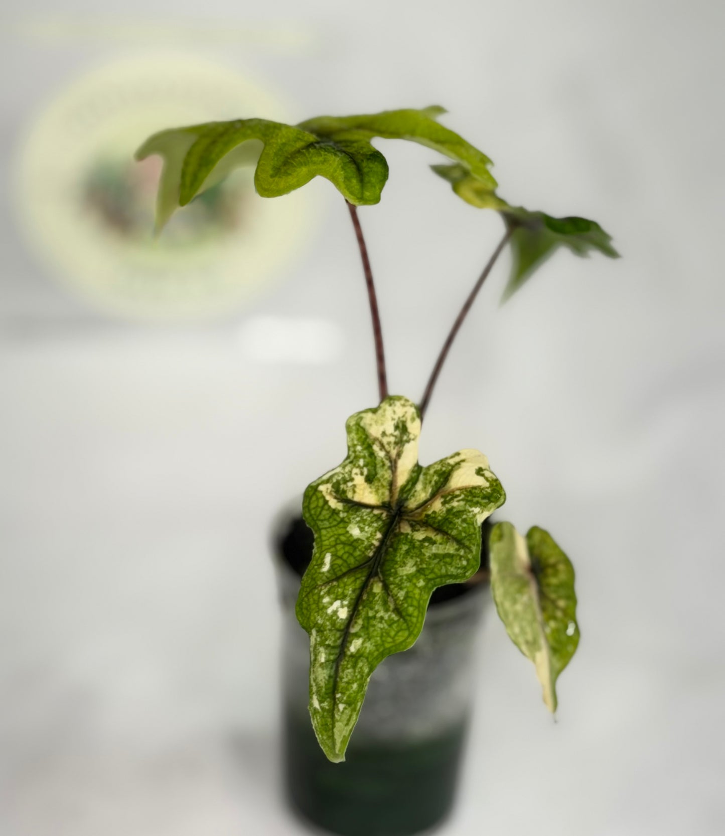 Alocasia Jacklyn Mystic #4