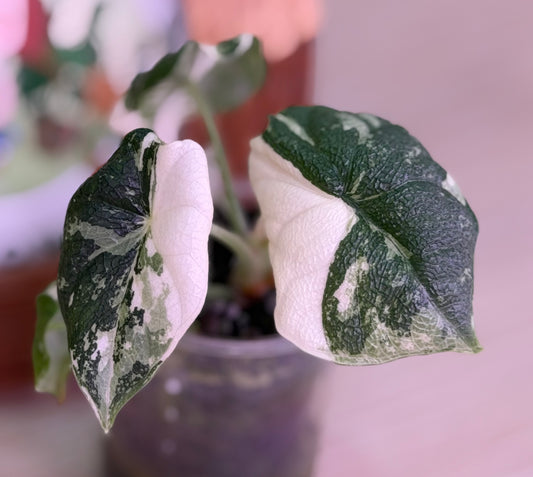 Alocasia Melo Albo N5